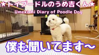 僕も聞いてます〜 ★トイプードルのうめ吉くん（571日目)★Umekichi Diary of Poodle Dog