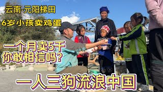 鐵牛旅行記311集/雲南元陽梯田6歲小孩比大人都會掙錢，而且你無法拒絕你敢信嗎？元陽梯田果然人傑地靈，幾只狗狗都不想走了，環遊中國【鐵牛旅行記】#環遊中國 #狗是人类最忠诚的朋友 #云南自驾游