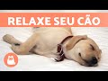 MÚSICA para CÃES com ANSIEDADE 🐶🎶 Relaxe seu cachorro Nervoso ou Inquieto! ✅