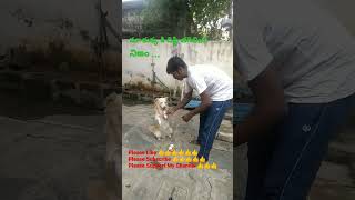 మా కుక్క కి దిష్టి తగిలింది #youtubeshorts #animal #dog #telugu