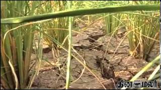 Agriculture Totally Affected in Theni cos of no Rain \u0026 Water - Dinamalar Feb 11th 2014 Tamil News