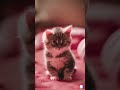 kittensofinstagram cuteanimals tiny kitten s peaceful slumber in a pink bed