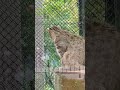 もう春☁アムールヤマネコ・アムール山猫💛amur_cat・・・沖縄こどもの国・okinawa zoo u0026 museum 20220404