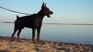 High Quality Training Leather Doberman Choke Collar