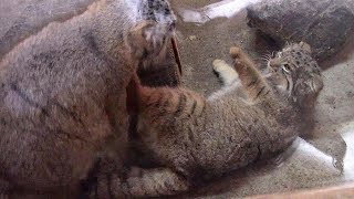 ケンカするマヌルネコ「グルーシャ＆プリームラ」（埼玉県こども動物自然公園）Playful Pallas's cat