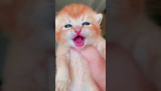 cat crying sound