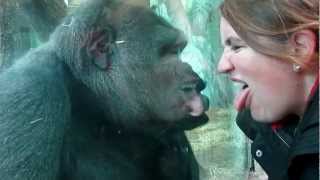 Gorilla love.
