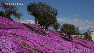 8K 芝ざくら滝上公園3 Moss Phlox Takinoue park 3