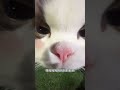 妈妈 我的钱包空空哒～ 这是我的小猪猫 呆萌猫猫 被猫咪治愈的瞬间