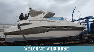 Welcome Wild Rose - My Sealine S43