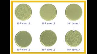 ביוטכנולוגיה בפעולה   מיקרואורגניזם ספירת חיידקים