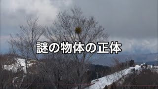 山で良く？見るアレの正体