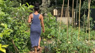 JUNE IN THE  VEGETABLE GARDEN - cooking harvesting (Countryside life)