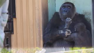 お母さんゲンキの大事な大事なキンタロウ。優しく抱きしめる。【京都市動物園】