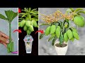 SUPER SPECIAL way to propagate mango using only aloe vera to help the tree produce fruit super fast
