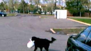 Honey take trash out every day for mom.
