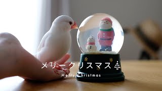 【文鳥】初めて過ごすクリスマス