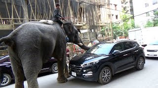 Huge Elephant  In A Busy Town - Begging for itself And Owner's Food Stopping Cars |