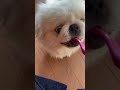 ペキニーズ　セブくん　歯磨き習慣🪥🦷　 ペキニーズ pekingese 犬の歯磨き