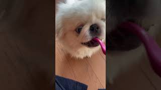 ペキニーズ　セブくん　歯磨き習慣🪥🦷　#ペキニーズ #pekingese #犬の歯磨き