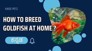 How to breed Goldfish at home? Explained in Kannada