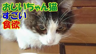 驚くほど食欲旺盛な老猫。療法食だけど相性が合えばモリモリ食べます。