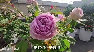 天狼新品月季——隐隐青 开花啦！来先睹为快吧～