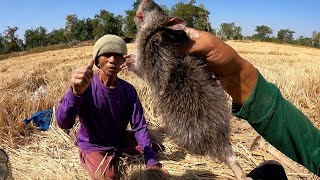 สุดระทึก ล่าหนูครัวใหญ่ ขุดหนูตามทุ่งนา คั่วหนูอ่อมหนู กินข้าวทุ่งนา