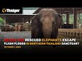 Thailand News: Flash floods devastate Thai elephant sanctuary, 2 elephants dead and many evacuated