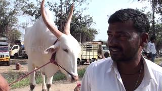 2 lakh 60 thousands for khillari bullocks of Mudalagi