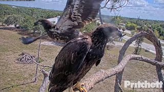 SWFL Eagles ~ E21 SOARING THE SKIES! SO BEAUTIFUL! 🐦 💕 4.13.23