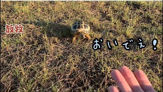 ロシアリクガメ2匹…公園散歩