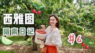 VLOG #6 | 摘雷尼尔樱桃 Rainier Cherry U pick | 华州特产海鲜美食 | 独立日怎么过