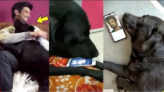 Sushant Singh Rajput Dog Playing with Him | Sushant Sigh Rajput Dog Cries & Looks Around for Sushat