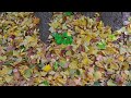 vlog 【4k】神宮外苑 銀杏並木 ginkgo trees jingu gaien