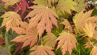 Acer Circinatum X Palmatum 'Ever Autumn' Huge Specimen in the Garden!  - JAPANESE MAPLES