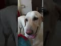 #utubeshorts #labradorlovers #plslikesubscribe #lablovers