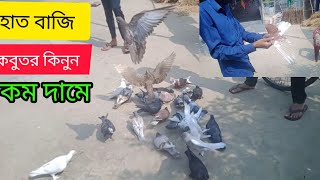 হাত বাজি কবুতর কালেকশন করুন। আরিফ ভাইয়ের খামারে। রাজশাহী গিরিবাজ সেরা বাজি। বাঘা রাজশাহী