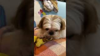 西施犬叮叮🐶用牙線照顧牙牙Shih Tzu ding with dental floss