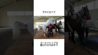 真摯なゴールドシップ　#競馬 #馬 #騎手 #競艇 #競輪#雑学