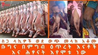 ስጋ ላኪዎች ወደ ውጭ መላክ አቆሙ ለቸኮለ (ጥር 2:2017)