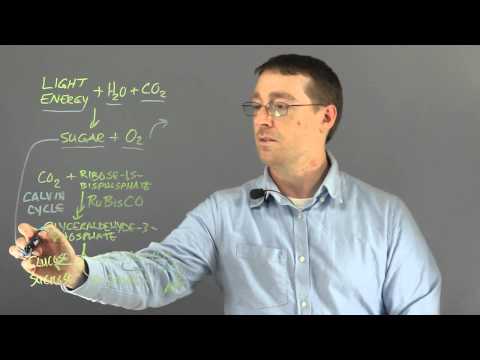 Does photosynthesis store energy or release energy?