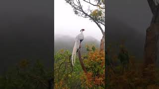 Rare bird Silver Pheasant, spotted in east China. #shorts #trending #viral