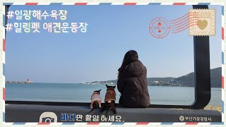 [여행] 강아지와 여행 ㅣ 힐링펫 애견운동장(구 개들랜드) ㅣ 일광해수욕장 ㅣ 부산 기장