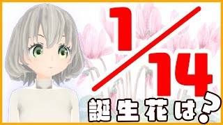 【花言葉】１月１４日の誕生花は？／花白もか