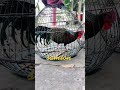 ini baru ayam hutan hijau ukuran jumbo.... berminat langsung wa gaes