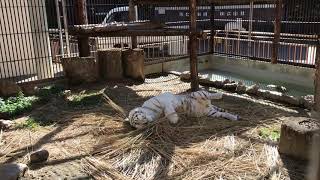 【池田動物園公式】藁で大はしゃぎのサンちゃん。