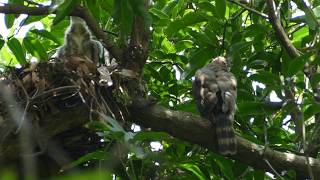 2017-06-06 台北植物園_鳳頭蒼鷹