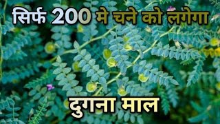 सिर्फ200 रु में अब चने की फसल को 100% लगेगा दुगना माल