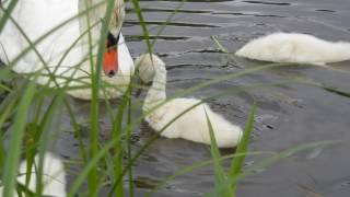 2016.6.30【千波公園(水戸市)】逆立ちするコブハクチョウのヒナ